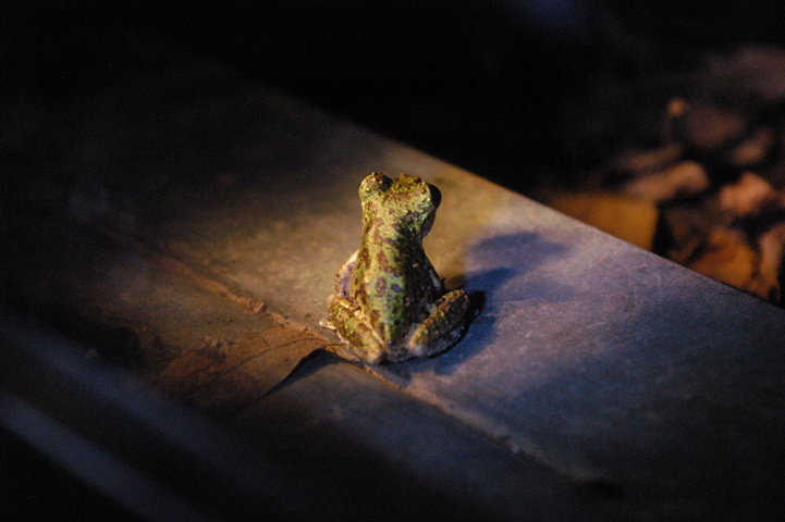 frogs021