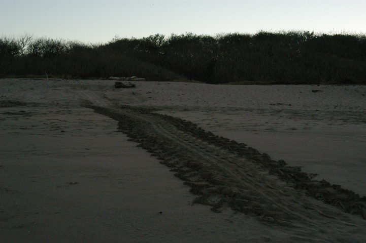 turtleTracks001