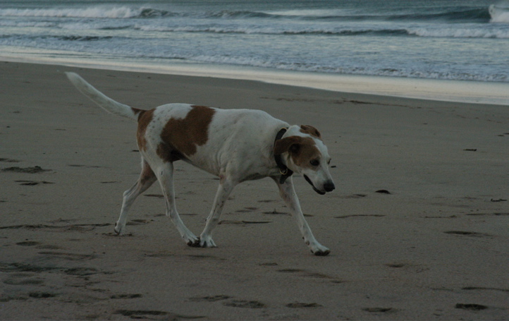 avellanas001