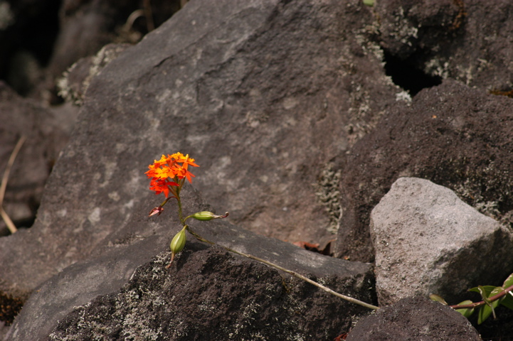 arenal016