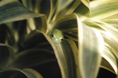 frogs006